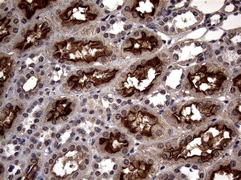 ASC2 Antibody (OTI9C10) (NBP2.